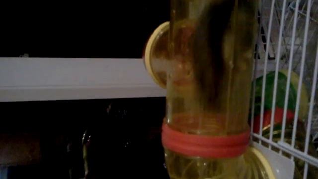 хомяк качает пресс.3gp смотреть онлайн