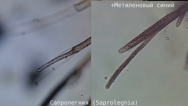 Сапролегния