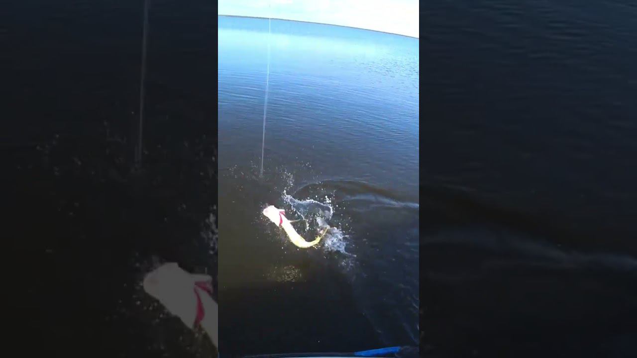 ударила ,догнала,по позировала и схватила приманку. смотреть онлайн