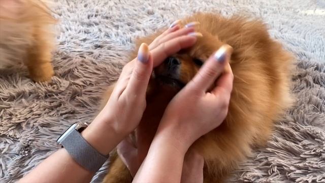 УЗИ. Сколько щенков будет у шпица Бэллы. Когда роды шпица смотреть онлайн