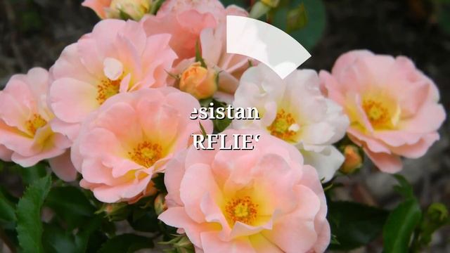 Rosa Rose "Peach Drift" смотреть онлайн