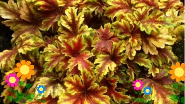 Гейхерелла гибридная Golden Zebra. Краткий обзор, описание характеристик, где купить саженцы смотреть онлайн