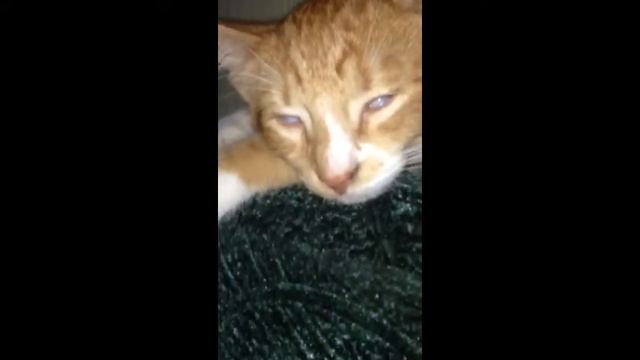 Кот-инопланетянин смотреть онлайн