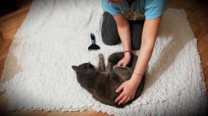 Кошки породы Нибелунг. Особенности породы, уход, цена