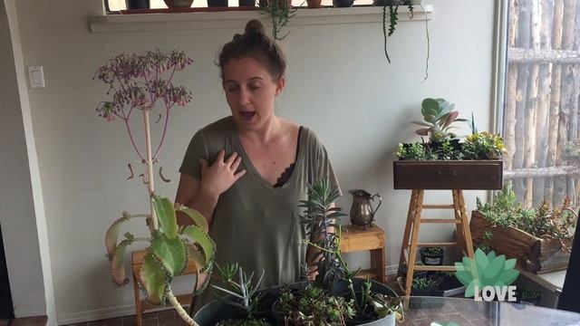 My Kalanchoe Mother of Thousands succulent plant is blooming смотреть онлайн