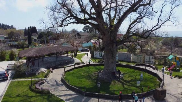 Головинка, тюльпановое дерево, замок, вид с неба!?ЛАЗАРЕВСКОЕ СЕГОДНЯ?СОЧИ. смотреть онлайн