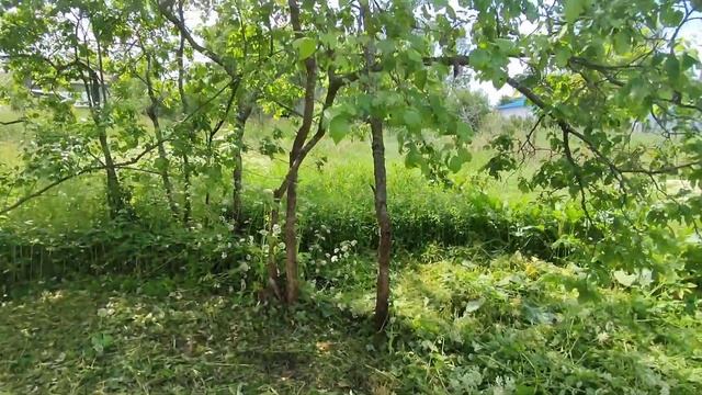 КУПИЛ ЗАРОСШИЙ УЧАСТОК. ЗАКОПАЛИ ДОМ В ОГОРОДЕ смотреть онлайн