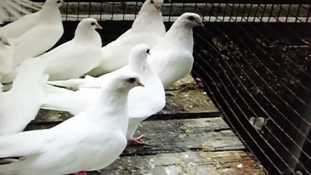 SAM 2404Слова к песни: "Белые голуби". смотреть онлайн