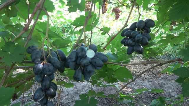 ГФ винограда Донателло 2022 Бурдак А В смотреть онлайн