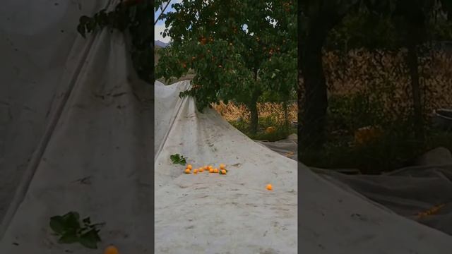 Apricot Tree |Fresh Apricots| from Hunza Valley смотреть онлайн