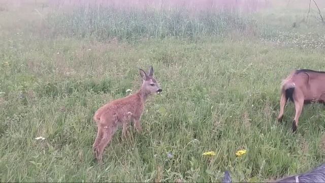Замудохались все/ Косуля среди коз смотреть онлайн