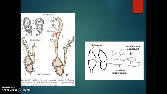 Puccinia life cycle смотреть онлайн