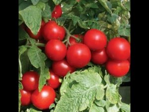 СУПЕРранний и НИЗКОрослый томат для открытого грунта!.mp4