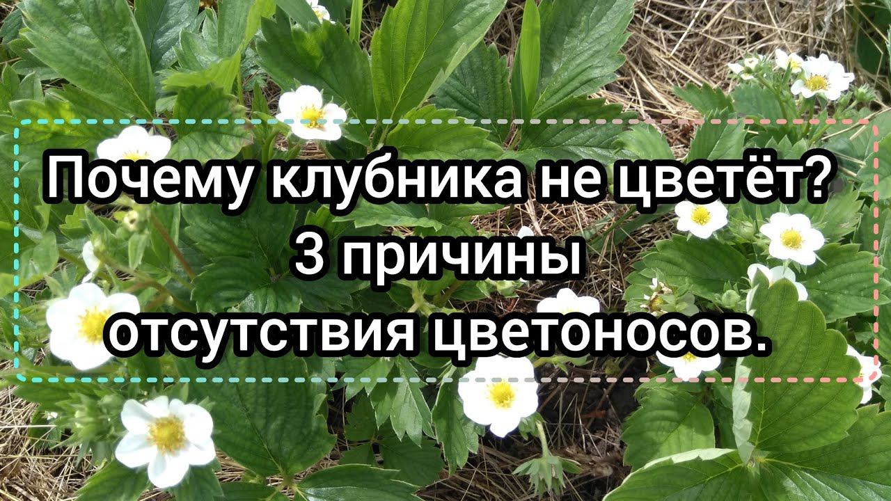 Почему клубника не цветёт? 3 причины отсутствия цветоносов у садовой земляники. смотреть онлайн