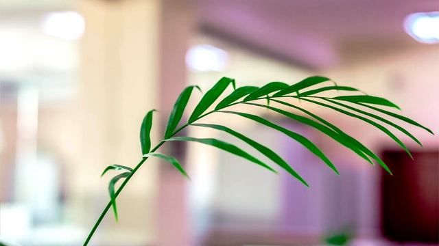 Комнатные растения. Польза и влияние на здоровье человека (ZETA) смотреть онлайн