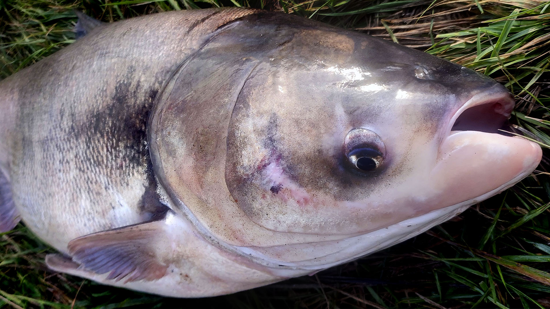 Рыбалка в ДОЖДЬ,ГРОЗУ и ГРАД на ТОЛСТОЛОБИКА! смотреть онлайн