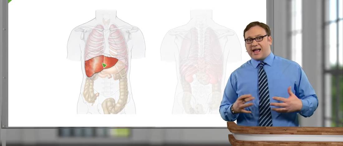 01. Introduction and surface anatomy смотреть онлайн
