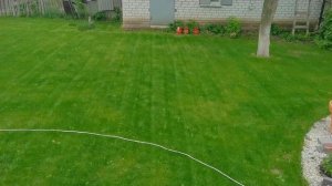 Как избавиться от сорняков на газоне или лужайке!?