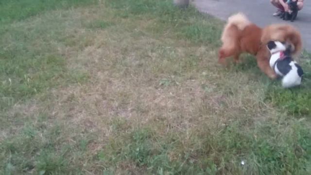 Чау-чау Персей и французский бульдог Рене смотреть онлайн
