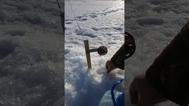 Кама. Усть - бельск, поклевка на жерлицу смотреть онлайн