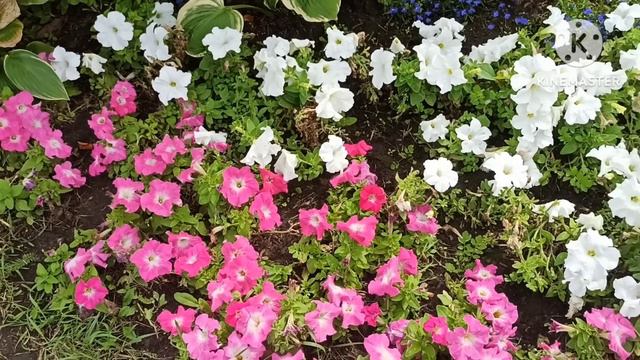 Женя Эванс. смотреть онлайн