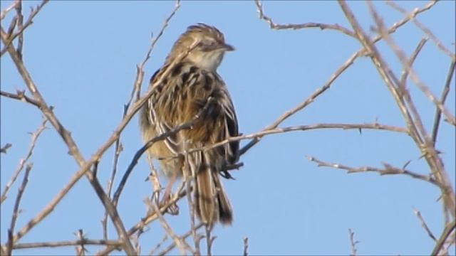 Zitting cisticola or streaked fantail warbler (Cisticola juncidis) - Δουλαππάρης. - Cyprus смотреть онлайн