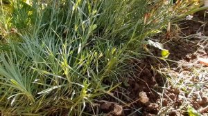 Обрезка гвоздики