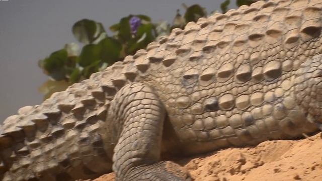 Африка. Екзотичні тварини та цікаві факти про них. смотреть онлайн