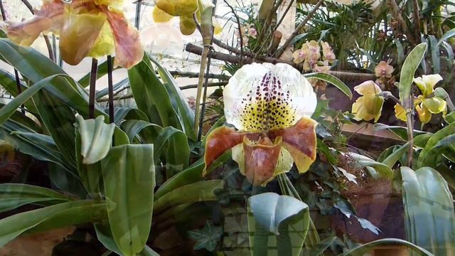 Die Orchideen von Mainau (2) ! F- 177 HD смотреть онлайн