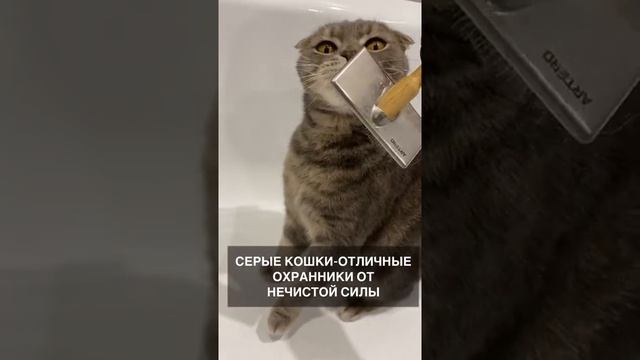 Цвет кошки имеет значение! #котики #важное #цвет смотреть онлайн