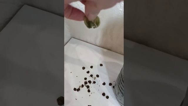 Сбор семян Гиппеаструма смотреть онлайн