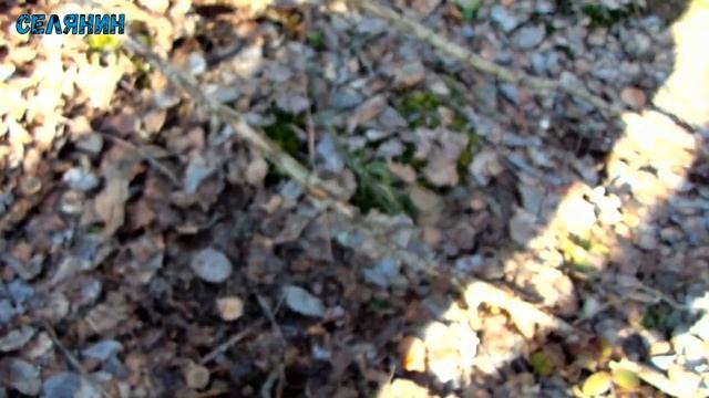 Мега прекрасний похід по весняні гриби( СМОРЧКИ ,СТРОЧКИ) 05.04.2020 смотреть онлайн