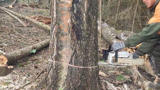 Валка Берёзы демонстрация процесса Валки дерева смотреть онлайн