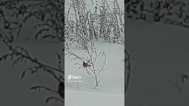Усть-Кут, снегири смотреть онлайн