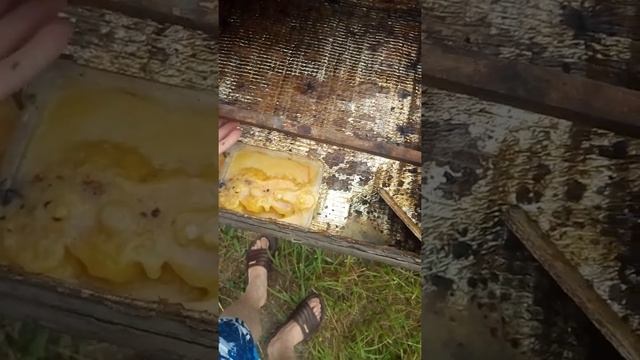 Солнечная воскотопка смотреть онлайн