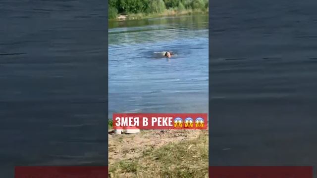 ЗМЕЯ В РЕКЕ,НИКТО НЕ ПОМОГ? смотреть онлайн