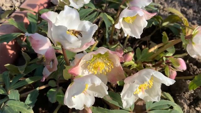 ✿ Красивый Цветок Морозник • Морозник в саду • Нежная Музыка Эдгара Туниянц смотреть онлайн