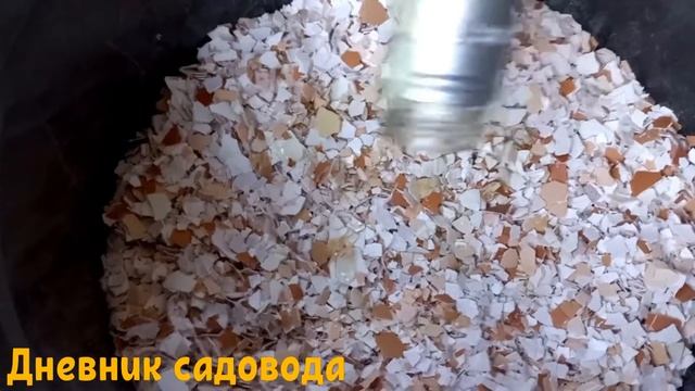 КАК БОРОТЬСЯ С МЕДВЕДКОЙ С ПОМОЩЬЮ ЯИЧНОЙ СКОРЛУПЫ. Борьба с медведкой яичной скорлупой смотреть онлайн