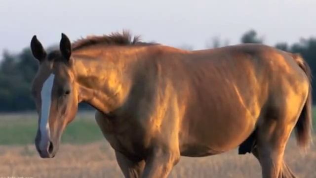 Золото донских степей смотреть онлайн