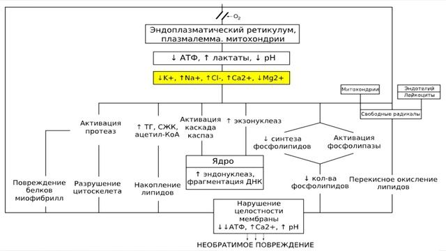 ИШЕМИЧЕСКАЯ БОЛЕЗНЬ СЕРДЦА смотреть онлайн