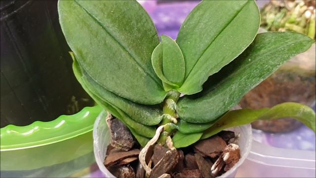 Новинки орхидей, ангрекум леонис зацвёл)) смотреть онлайн