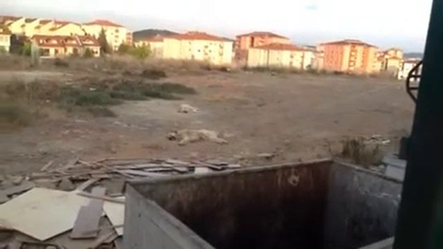 В Турции собак выбрасывают на мусорку. смотреть онлайн