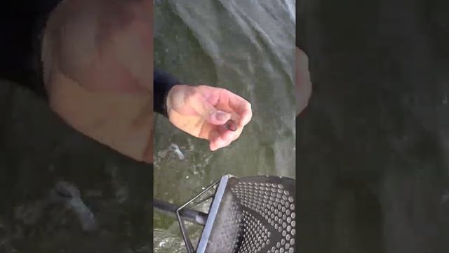 почти золото #подводныйкоп #находка #кольцо #серебро смотреть онлайн