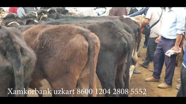 Yorqo‘rg‘on optom ona bola sigir bo‘g‘oz hunajin bozori.11 05 2022. смотреть онлайн