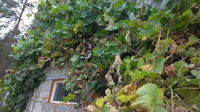 Виноград Изабелла смотреть онлайн