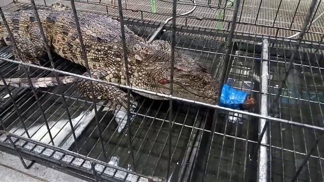Чунцын - Крокодил плачет в супермаркете смотреть онлайн