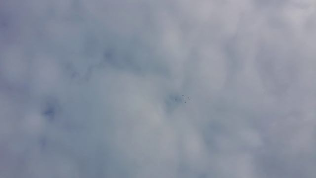 Николаевские голуби Коппель Эдик 1 (23.12,2015) смотреть онлайн