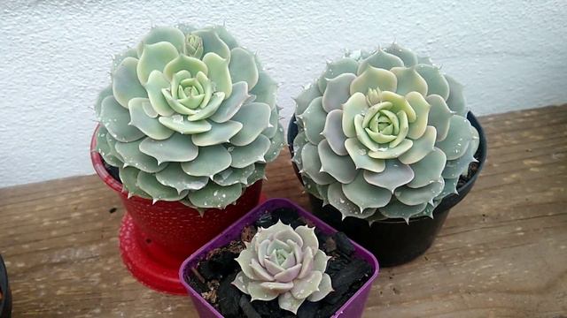 Como cultivar a ECHEVERIA LOLA / dicas смотреть онлайн
