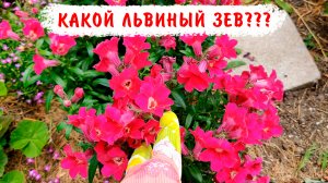 КАКОЙ ЛЬВИНЫЙ ЗЕВ И КАК БУДУ ВЫРАЩИВАТЬ В ЭТОМ ГОДУ? Разные сорта и гибриды Твинни, Снеппи и др.