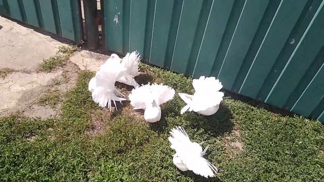 Голуби павлины 2023 г смотреть онлайн